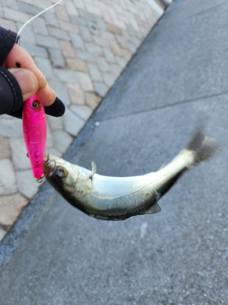 広島市内河川満喫フィッシング