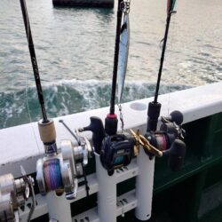 初ホウボウ＆白甘鯛