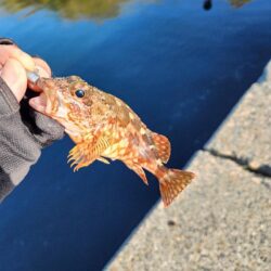 広島呉地区開拓