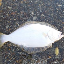 シーバス、ツバス、ヒラメがヒット！