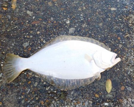 シーバス、ツバス、ヒラメがヒット！