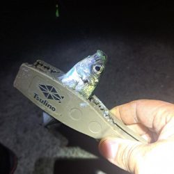 湧いた良型サヨリからのアジ