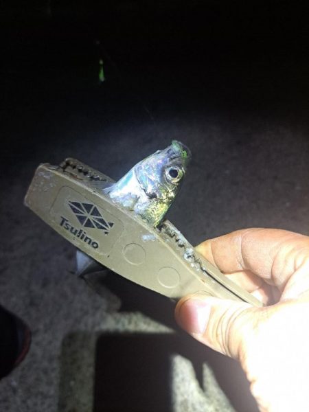 湧いた良型サヨリからのアジ