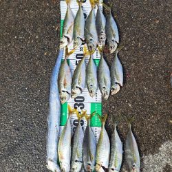 逢えたデカあじ