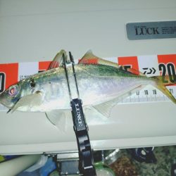 毎年恒例アジ狙いのカゴ釣り🎣
