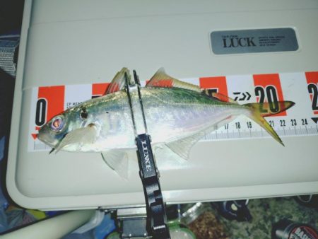 毎年恒例アジ狙いのカゴ釣り🎣