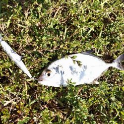 シーバスフィッシング