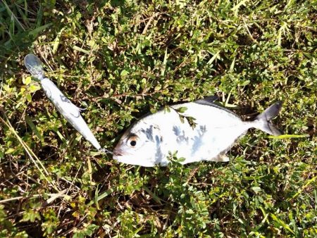 シーバスフィッシング