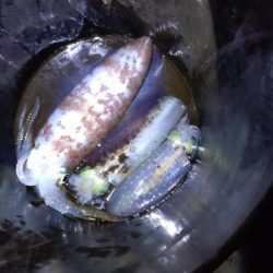 極寒ティップラン