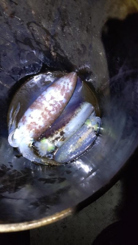 極寒ティップラン