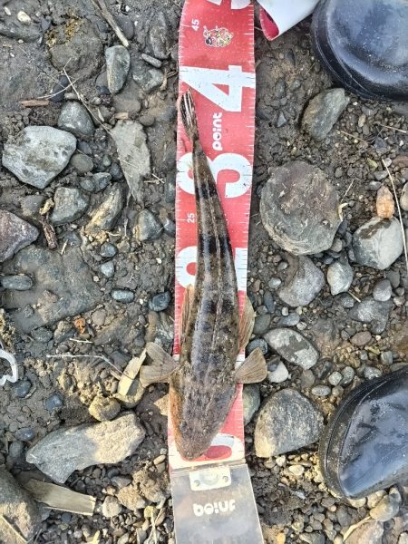 四目釣れました!