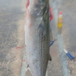 ショアジギング サゴシ祭り