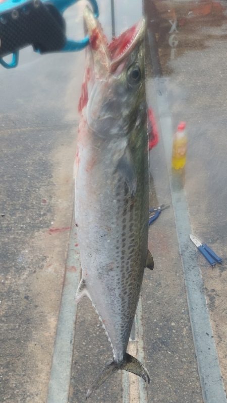 ショアジギング サゴシ祭り