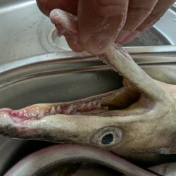 エレベーター式飲ませ釣り