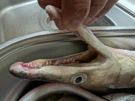 エレベーター式飲ませ釣り