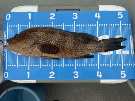 雨の中で一つテンヤ頑張りました