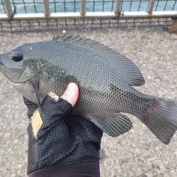 夕方から夜釣りで太刀魚秋イカ調査！