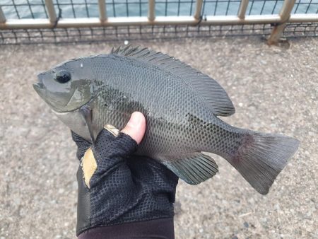 夕方から夜釣りで太刀魚秋イカ調査！