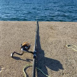 2025秋の青物シーズン開幕③