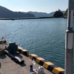 投げサビキでアジ