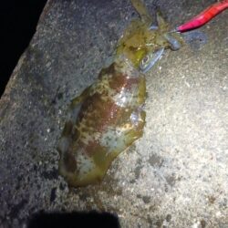 とりあえずアオリ11回目