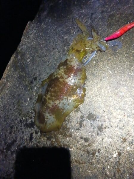 とりあえずアオリ11回目