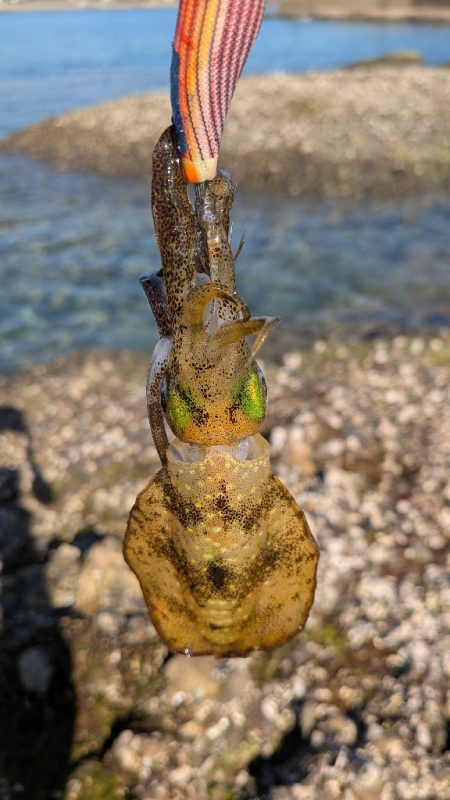 久しぶりのエギング