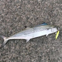 リベンジ成功！＆久々のメジロ！！