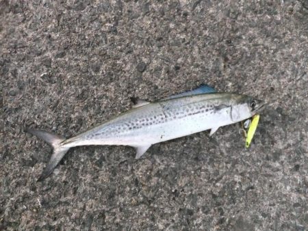 リベンジ成功！＆久々のメジロ！！