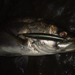 久々のベイトシーバス