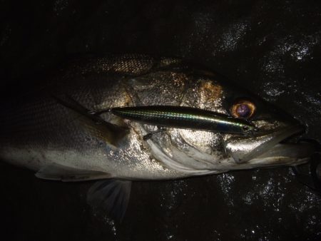 久々のベイトシーバス