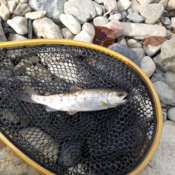 アマゴ管釣り第1戦〜小柿渓谷放流釣り場〜