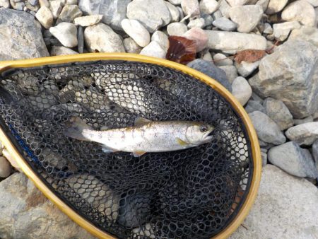 アマゴ管釣り第1戦〜小柿渓谷放流釣り場〜