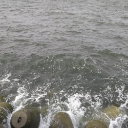 サゴシ、サゴシ