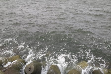 サゴシ、サゴシ