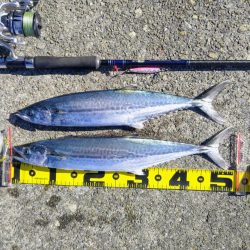 今日もサゴシいます