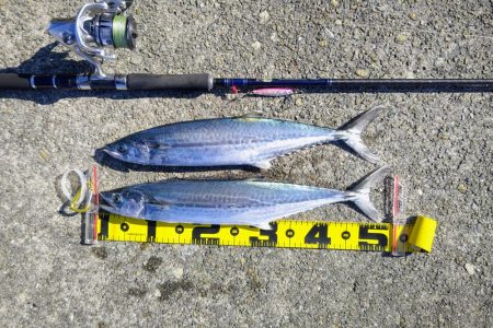 今日もサゴシいます