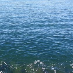 青物フィーバー