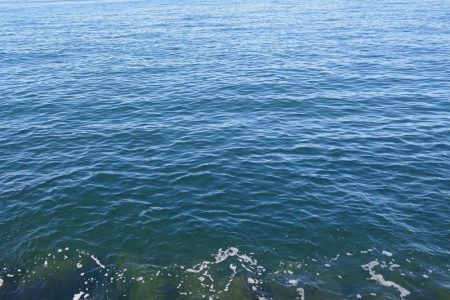 青物フィーバー