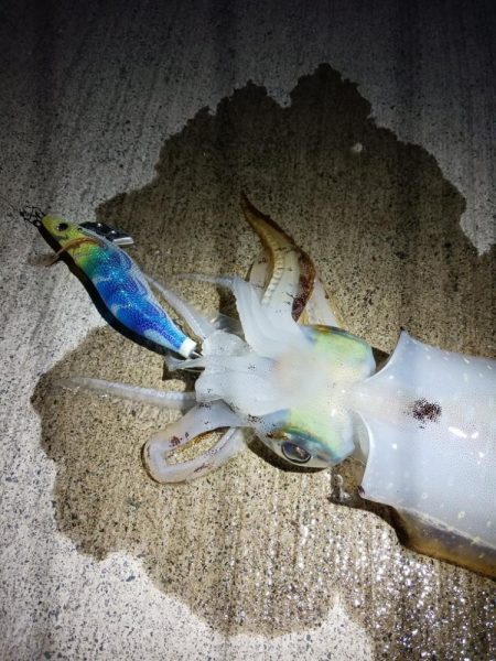 とりあえずアオリ9回目（8回目はボウズ）