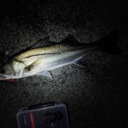 久しぶりのスズキ