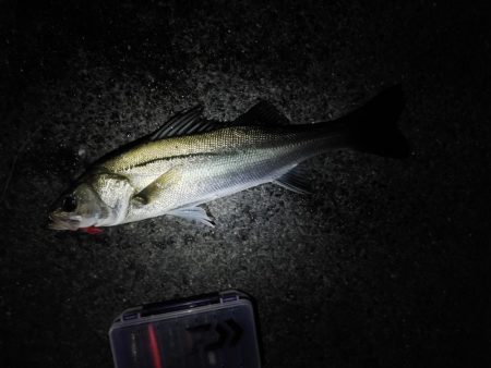 久しぶりのスズキ