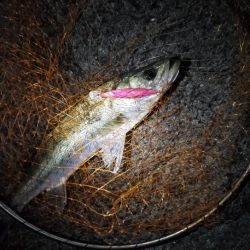 まさかのシーバス3匹