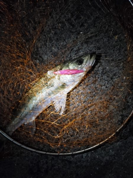 まさかのシーバス3匹