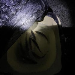 淡路島　遠征失敗