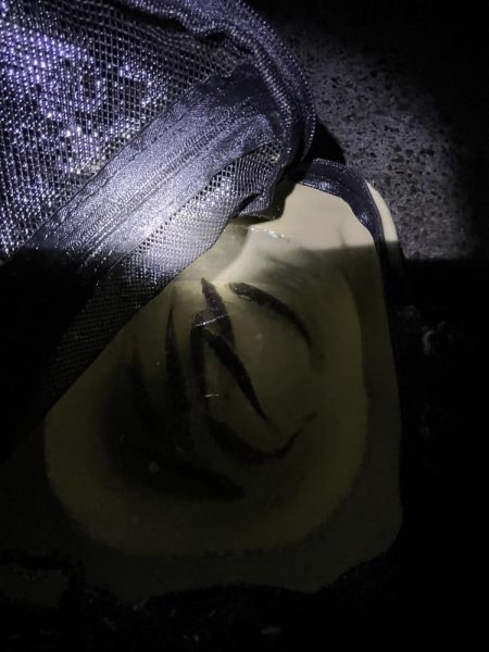 淡路島　遠征失敗