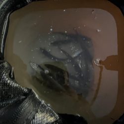 木枯らし吹くがサビキまだまだ