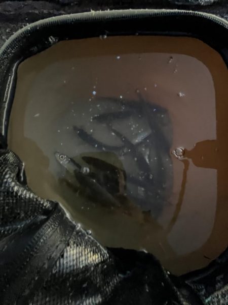 木枯らし吹くがサビキまだまだ