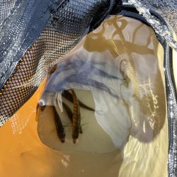 サビキも終盤？