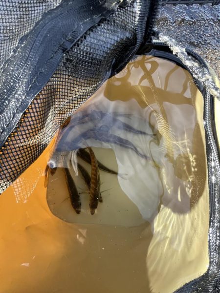 サビキも終盤？